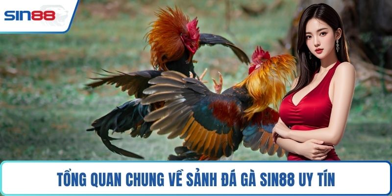 Tổng quan chung về sảnh đá gà Sin88 uy tín